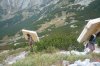 Títo dvaja nosiči hovorili, že nesú 70kg